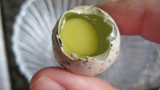 ouă crude pentru erecție)
